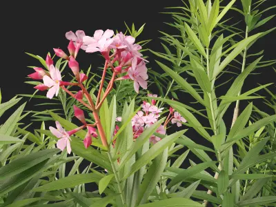 HighpolyLowPoly - Nerium oleander - Rosebay 01 Low-poly 3D model