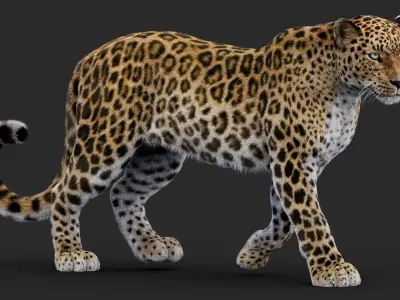  Rigged Leopard 3D Model 
