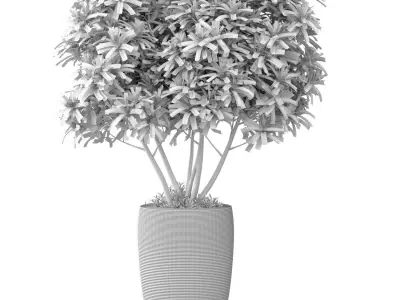 Decorative tree bush shrub in a modern high fluted vase 3D model