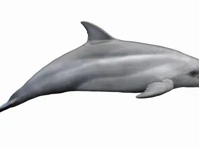  Dolphin - Shark - Whale Rigged Collection 