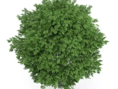 Common Walnut Tree Juglans regia 3D model