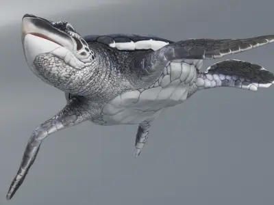  Black Baby Sea Turtle Swim Rigged For Maya Animated 