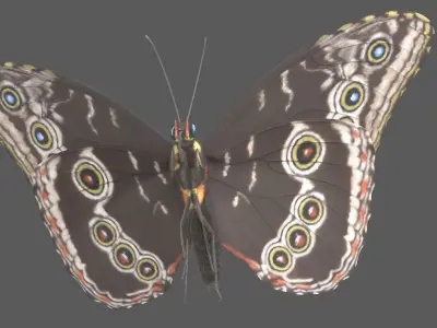  Blue Morpho Butterfly Animated 