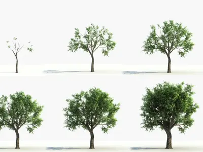  big tree grow Animation 