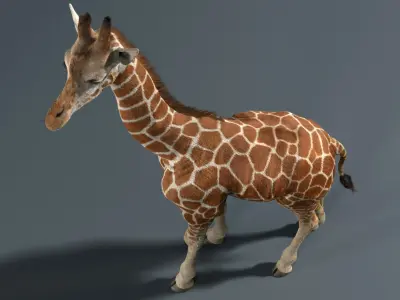  Giraffe Fur Animated 