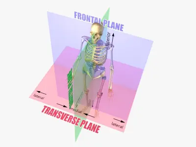 Planes of the Body Skeleton 3D model