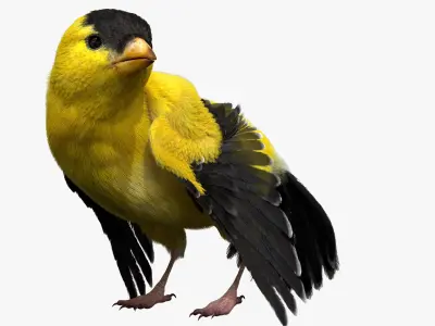  Gold Finch Fur Animation Rigged 