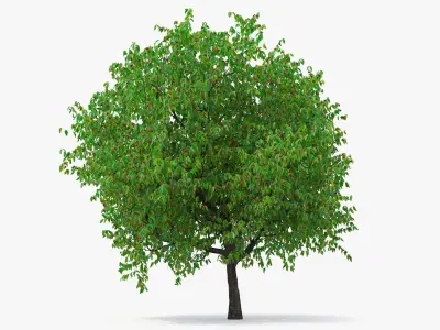  Cherry Trees and Fruits Collection 