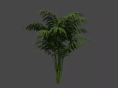 Small palm tree Howea Forsteriana 3D model