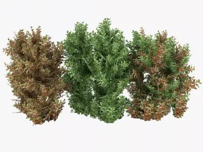 Alternanthera Shrubs Low-poly 3D model