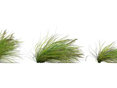 Lomandra Longifolia Nyalla - Mat Rush 02 3D model