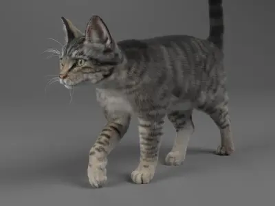  Cat Grey Tabby 