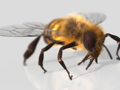  HoneyBee XGEN ANIMATED 