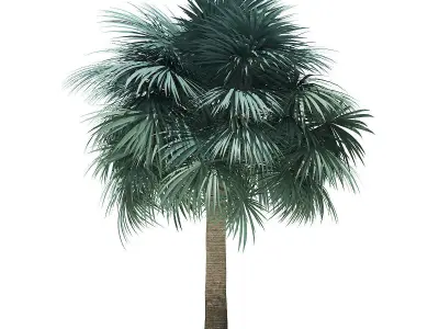 Silver Fan Palm Tree 3D Model 6m 3D model