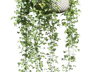 Ivy in hanging pots - 4 models 3D model