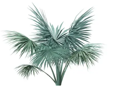 Silver Fan Palm Tree 3D Model 2m 3D model