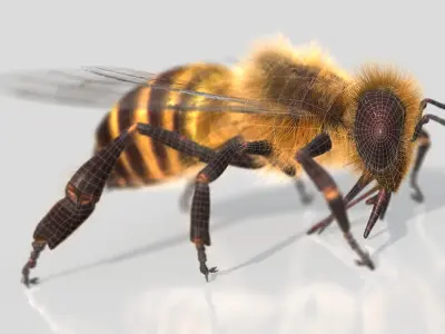  HoneyBee XGEN ANIMATED 