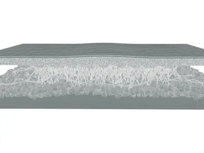  Skin Cross Section Healthy 