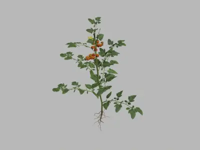 Tomato plant 3D model