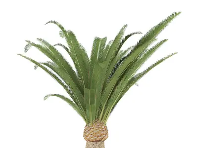 Pineapple Palm 3D model