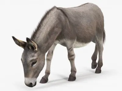  Grazing Donkey Animal Fur 