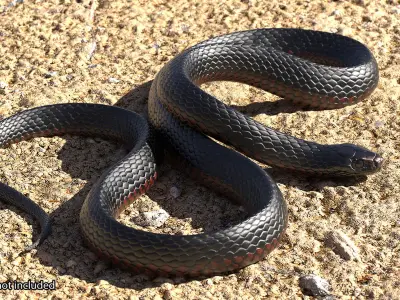  Desert Black King Snake Rigged for Maya 