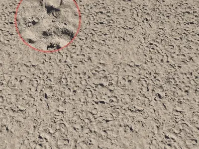 Ultra realistic Sand Scan 3D model