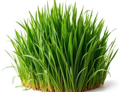 Lush Green Grass model pack Low-poly 3D model