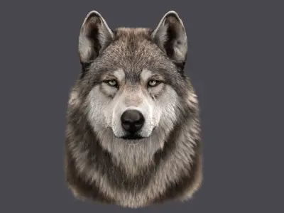 Wolf Head (FUR) 