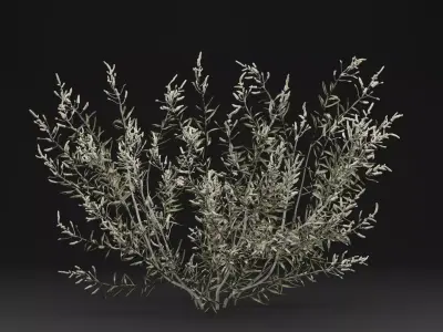 Gossypium Thurberi Plant 3D model