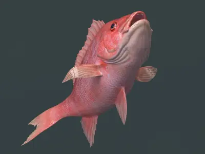  Campeche Red Snapper Idle Rigged For Maya Animated 
