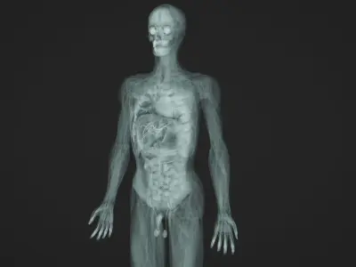 Human Anatomy Xray Animated Low-poly 3D model