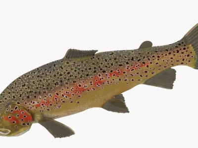  Brown Trout Fish Lying Position 