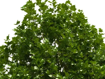 Platanus x hispanica 201SU V2 3D model