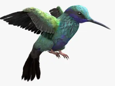  Hummingbird Fur Animated Rigged 