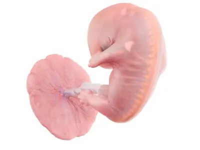  Fetus Anatomy Week 8 Static 