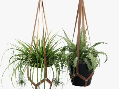 Cofield hanging planter with two plants 3D model