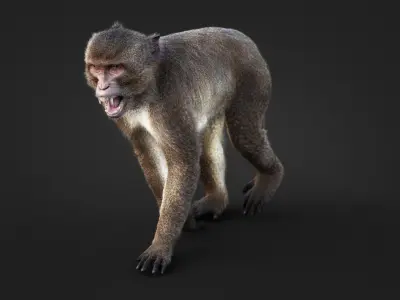  Rhesus Monkey Rigged Xgen-core 
