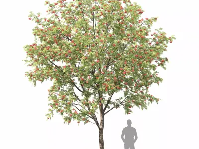 Sorbus 02 3D model