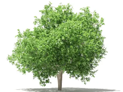 Common Fig Tree 3D model