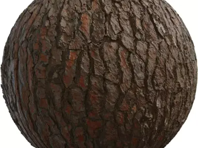 Pine Tree Bark  Texture
