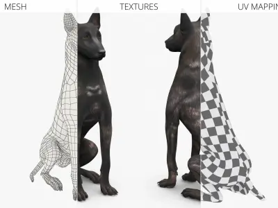  Dutch Shepherd Dog Sitting 