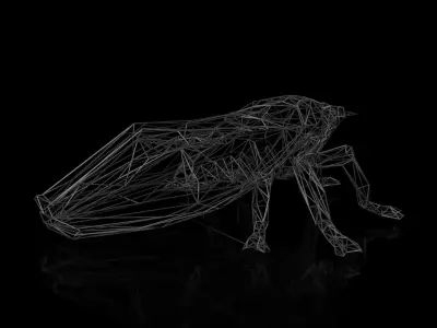 Cicada Wireframe Low-poly 3D model