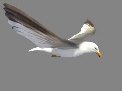  HIGH DETAILED SEAGULL 3D MODEL FULLY RIGGED &amp; ANIMATED 