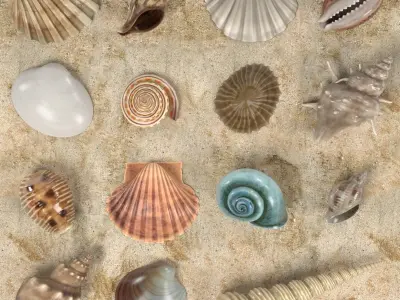  Seashells 