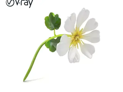 White Clover Plant Nature Realistic Textures model pack Low-poly 3D model