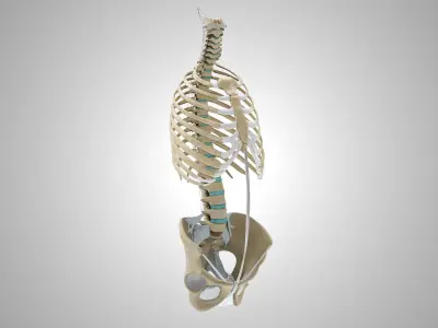 Rib cage with Ligaments 3D model