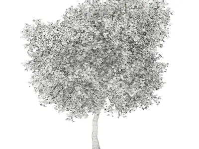 Olive Tree with Fruits 3D model