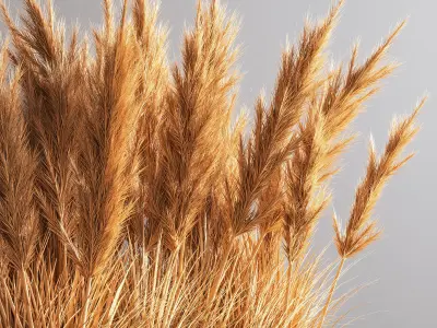 Indoor Plant Set 54  pampas 3D model