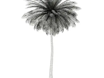 Coconut Palm Tree 3D Model 9m 3D model